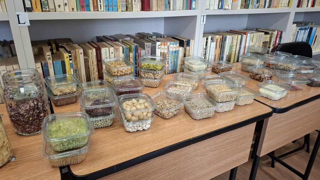Le-au fost prezentat elevilor etapele, de la semințe, la germeni, până la lăstari, inclusiv un „arici” realizat din lăstari de chia. Foto: Doina Blaga.
