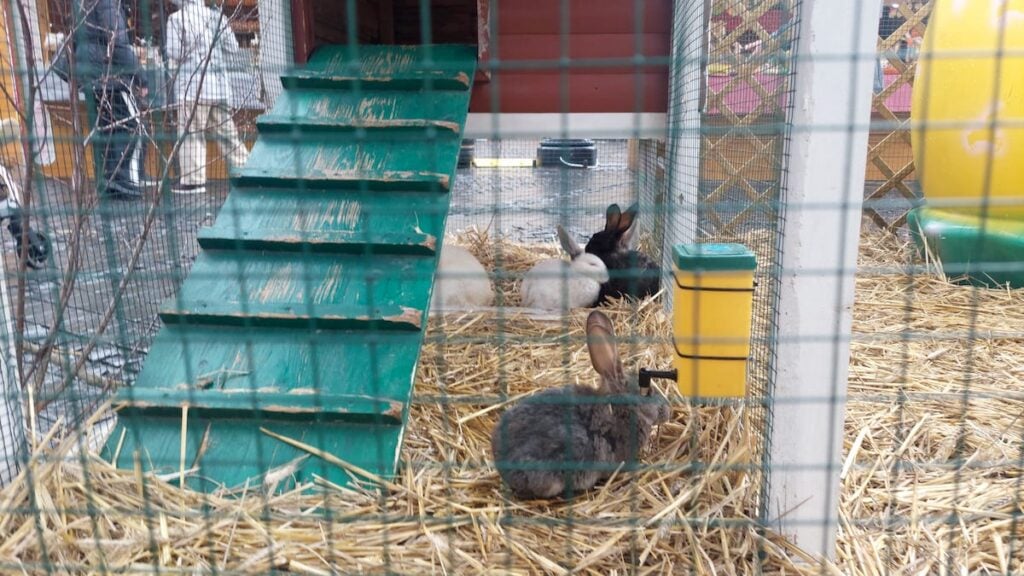 Targul de pasti 202626