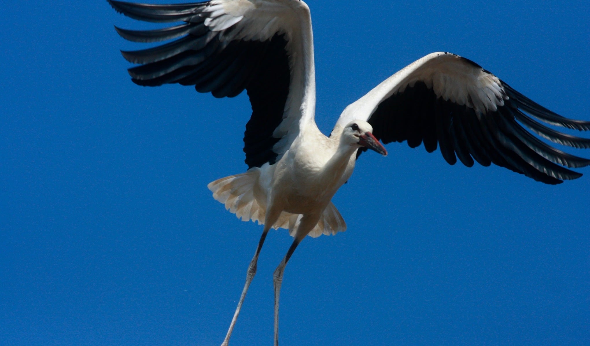 Asociația Prietenii Berzelor participă și anul acesta la maraton: Foto: Asociația Prietenii Berzelor