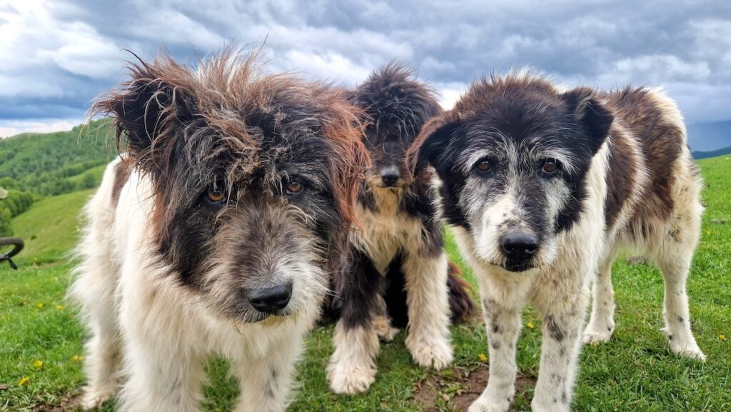 expozitie intre om munte si caine traian deleanu foto arhiva personală2