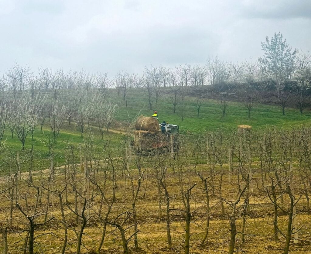 Livada Rodiana. Sursa foto: Ana-Maria Avram