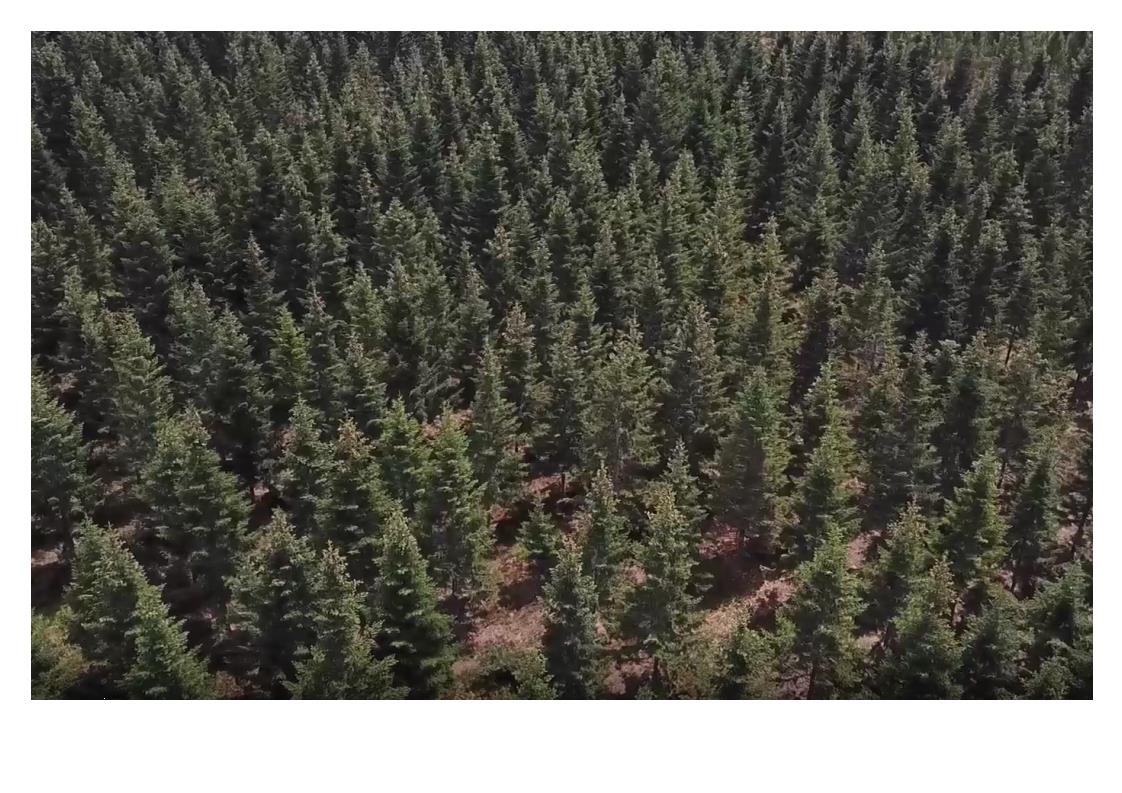 mesaj pasti directia silvica sibiu