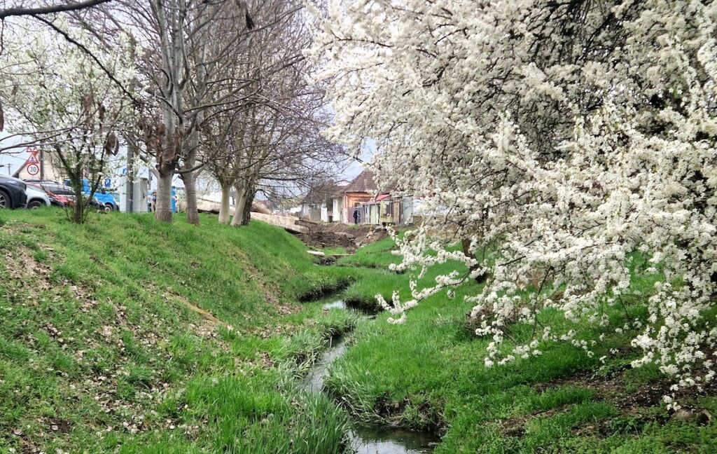copac flori parau hamba sibiu verdeata