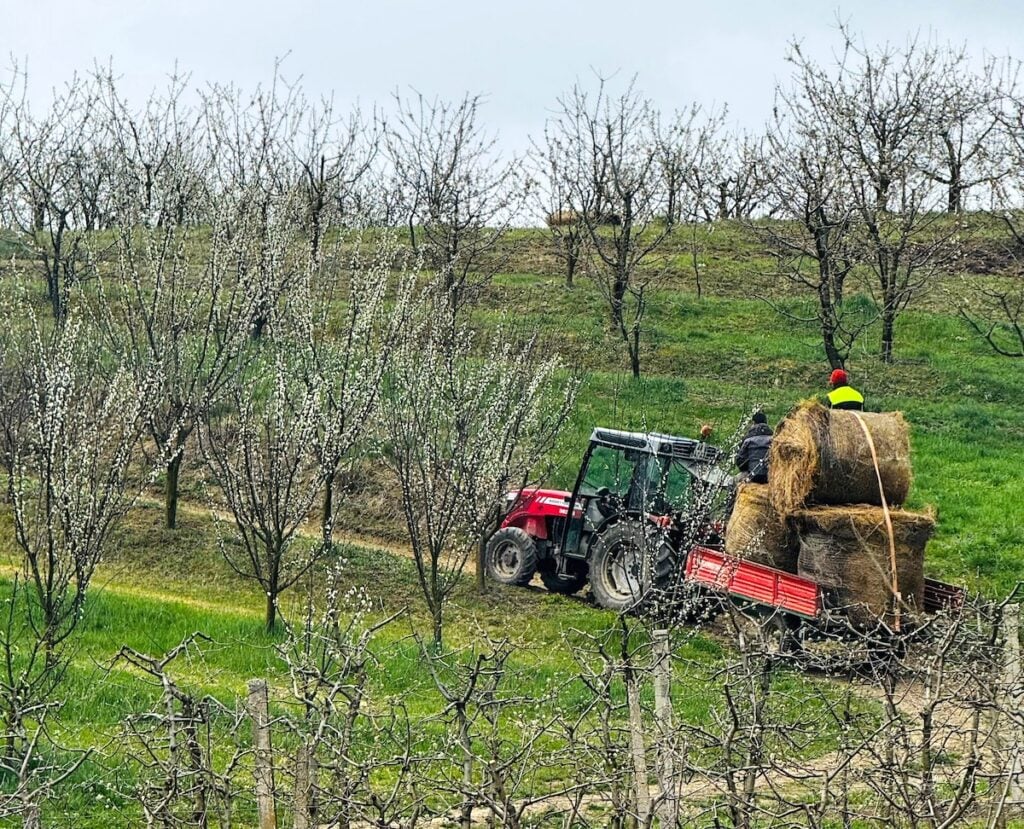 Pentru a-și proteja livada înflorită, soții Avram au folosit fânul cu care ar fi putut hrăni 100 de animale, vreme de o lună. Sursa foto: Ana-Maria Avram