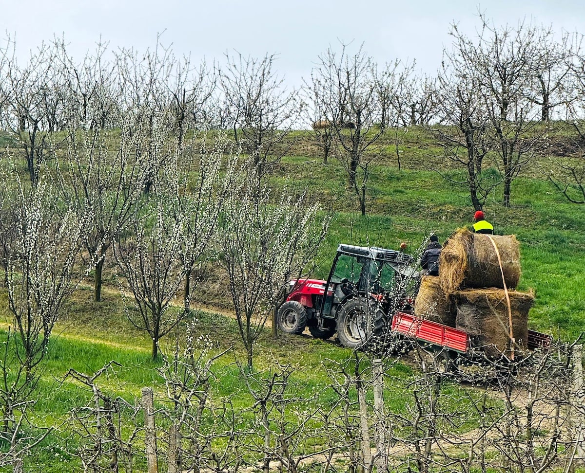 Pentru a-și proteja livada înflorită, soții Avram au folosit fânul cu care ar fi putut hrăni 100 de animale, vreme de o lună. Sursa foto: Ana-Maria Avram
