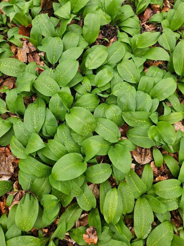 ziua leurdei la richis8