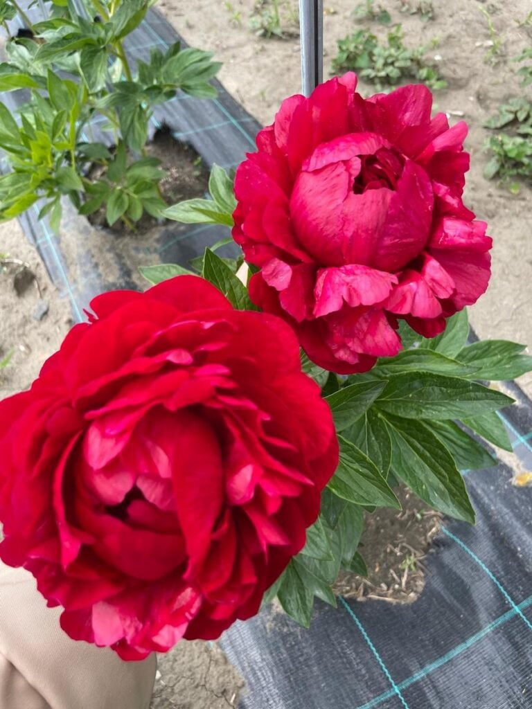 bujori gradina micasasa15