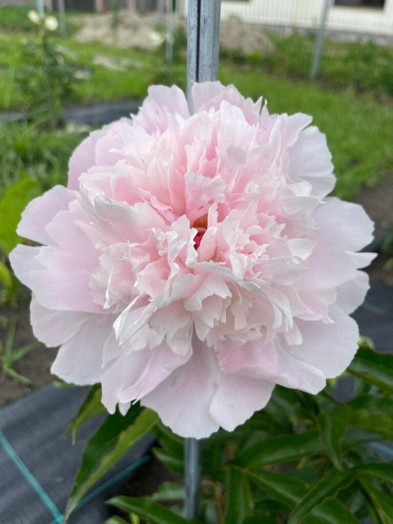 bujori gradina micasasa16