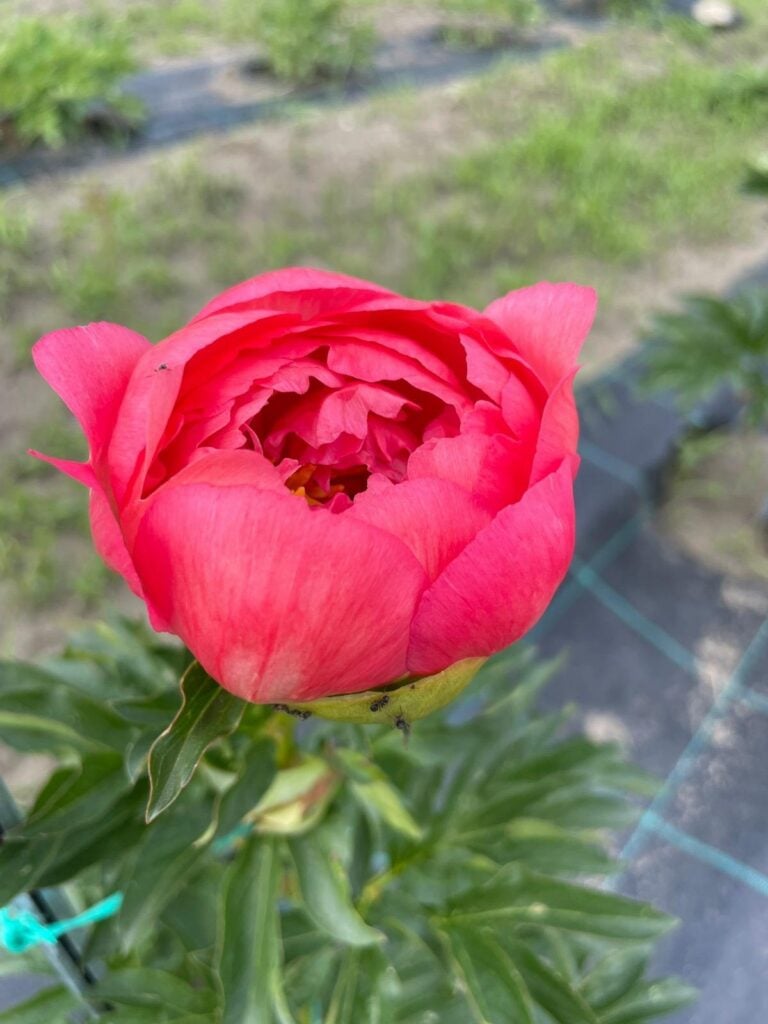 bujori gradina micasasa18