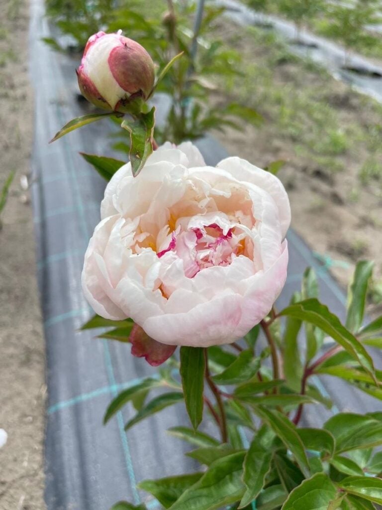 bujori gradina micasasa7