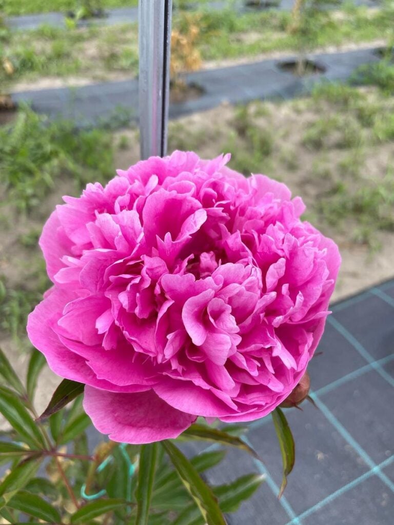 bujori gradina micasasa8