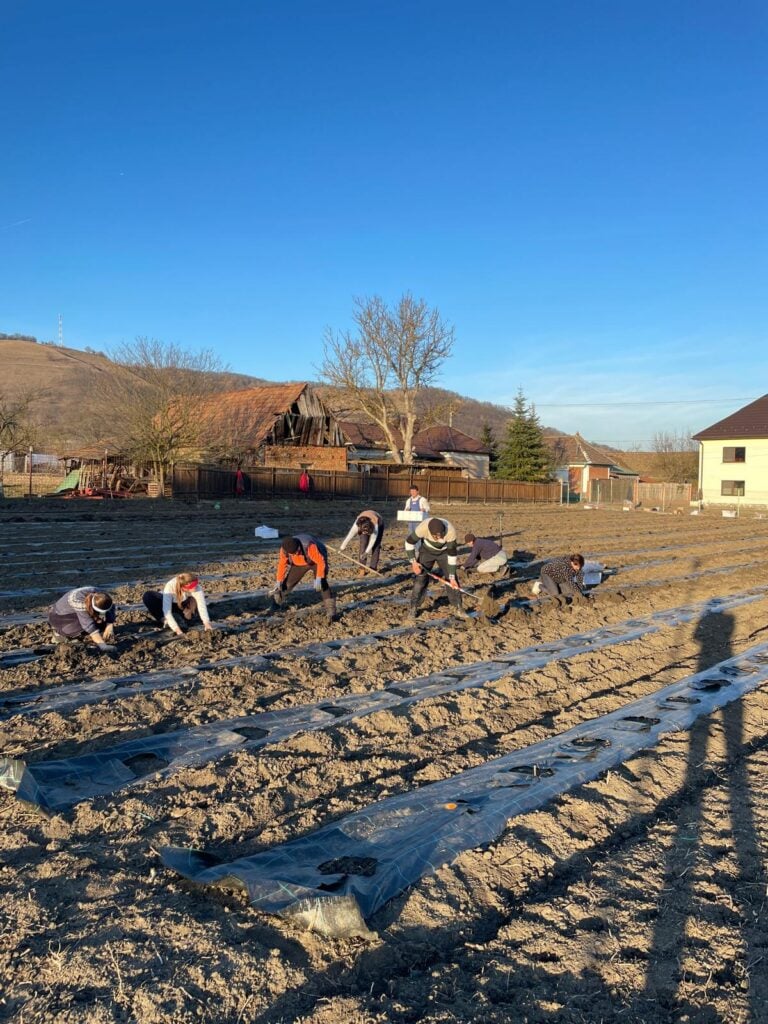 gradina de bujori la inceputuri
