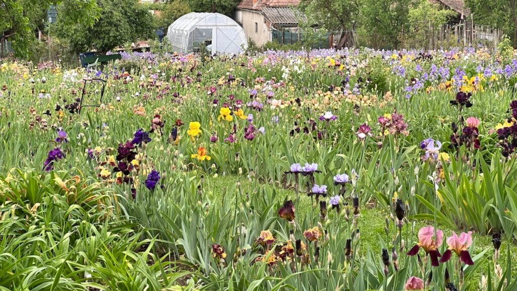 gradina de iris miercurea sibiului1