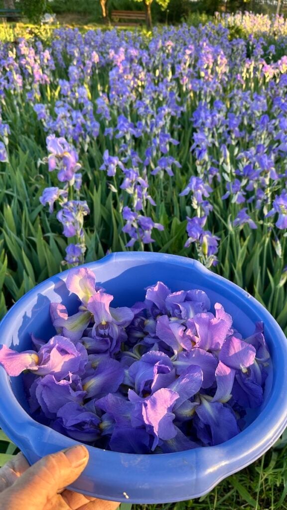 gradina de iris miercurea sibiului3
