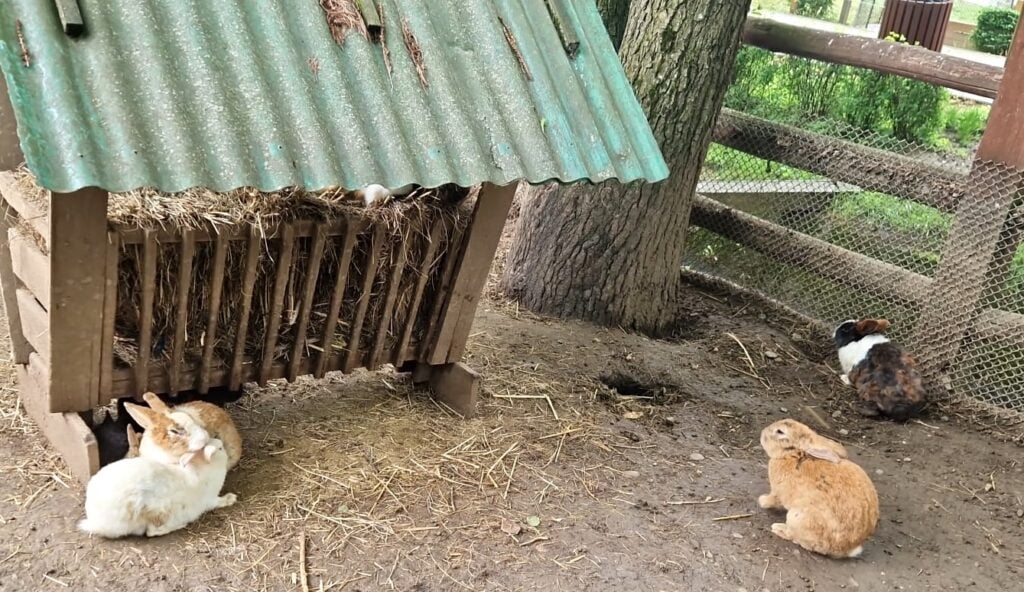 iepurasi zoo sibiu