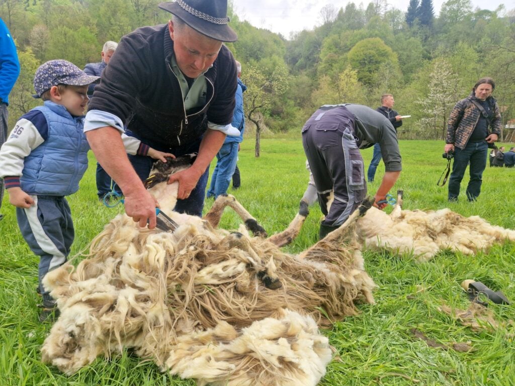 Noul muzeu va găzdui și o serie de ateliere. La deschidere au fost tunse oi, iar lâna a fost spălată.  Foto: turnulsfatului.ro