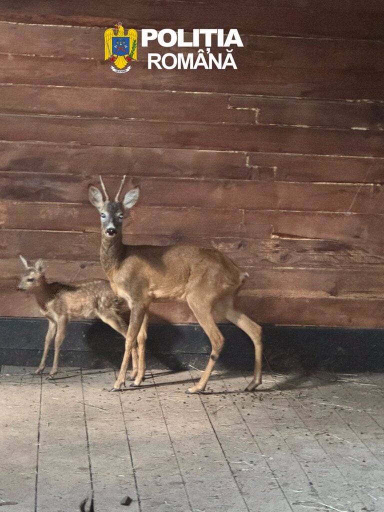 Foto Poliția Sibiu
