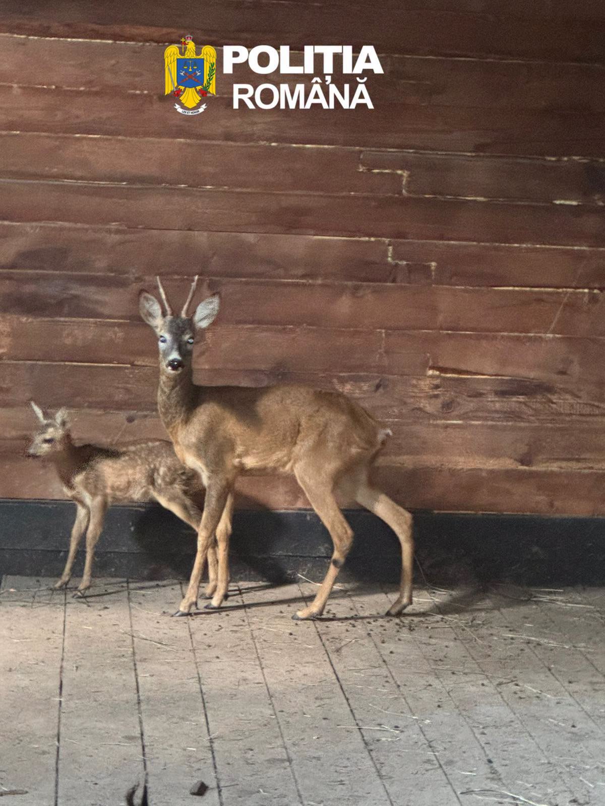 Foto Poliția Sibiu