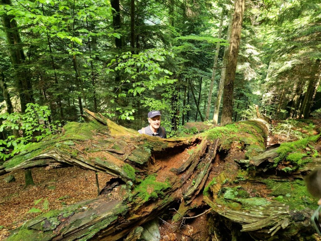 Herbert Wölger, directorul Parcului Național Gesäuse, din Austria, în fața unui uriaș buștean aflat în descompunere, dar „plin de viață”. Foto: turnulsfatului.ro