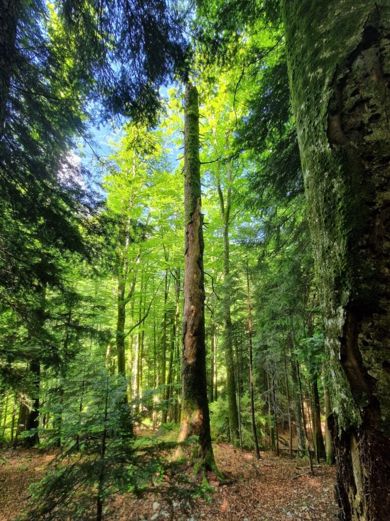 În pădurile virgine din Făgăraș s-au descoperit cei mai bătrâni fagi din Europa. Foto: turnulsfatului.ro