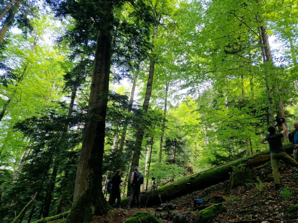 Turiști din străinătate vin să admire pădurile seculare din munții Făgăraș. Foto: turnulsfatului.ro