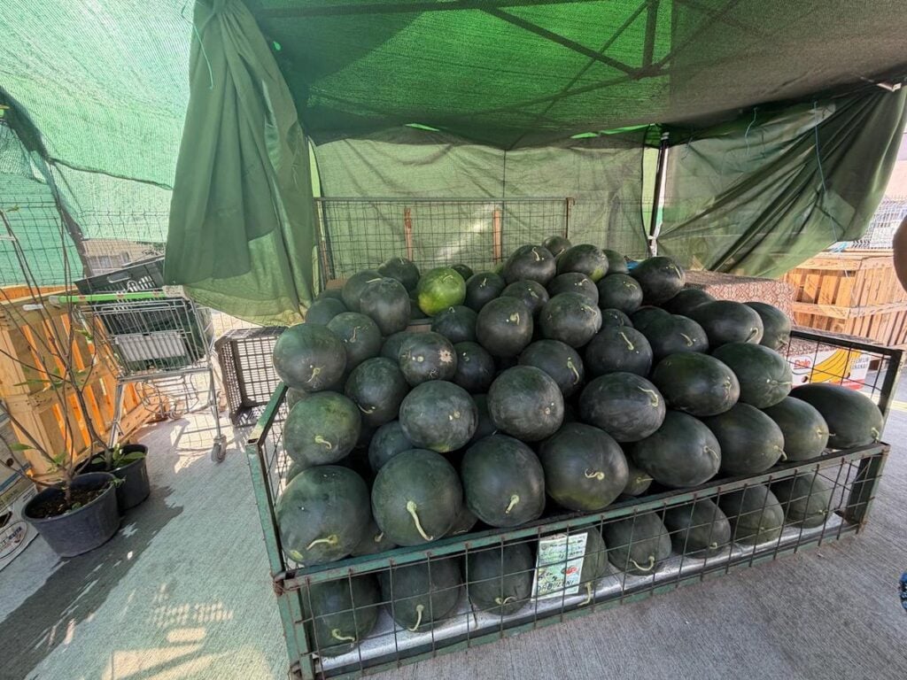 pepeni copertina cibin
