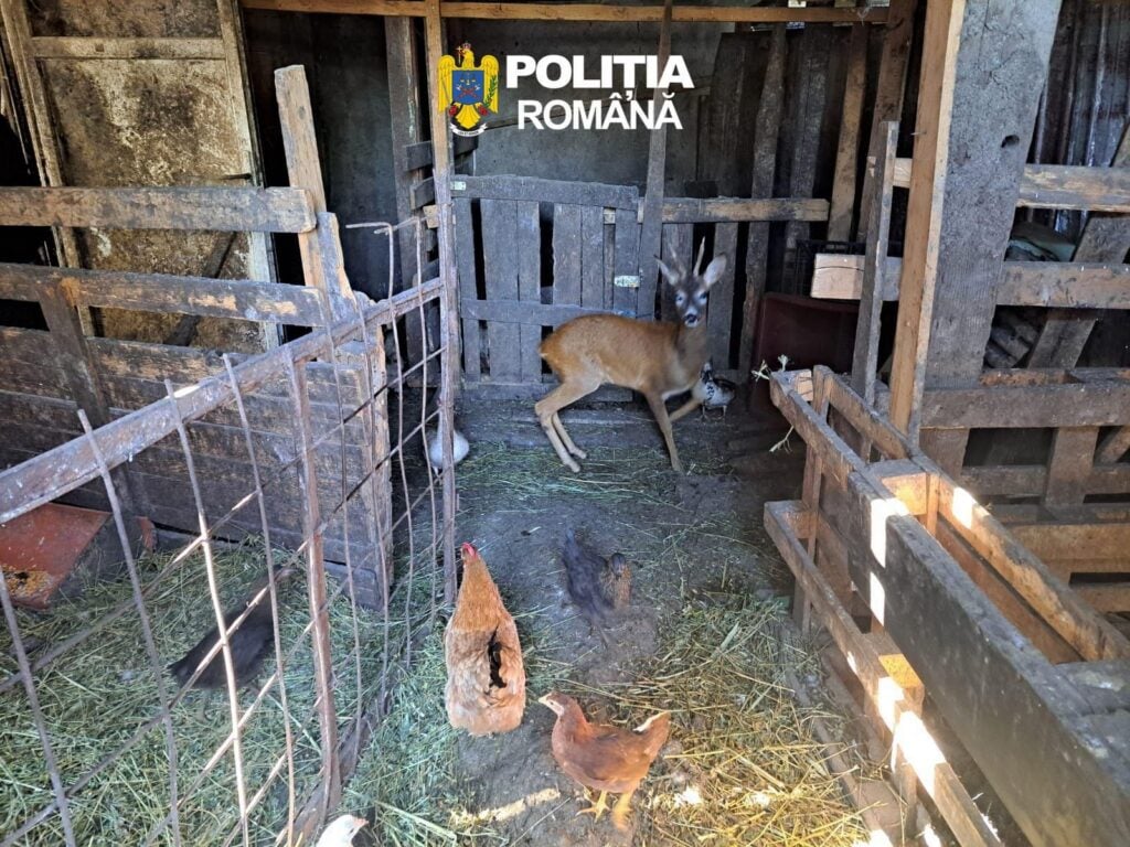 perchezitii braconaj caprioare (2)