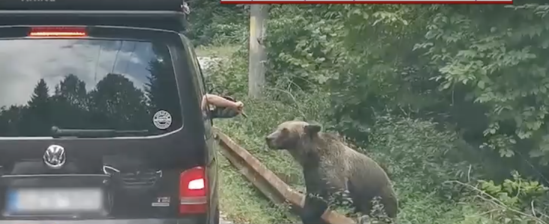 Trei străini atacați de urs pe Transfăgărășan Foto: Printscreen video