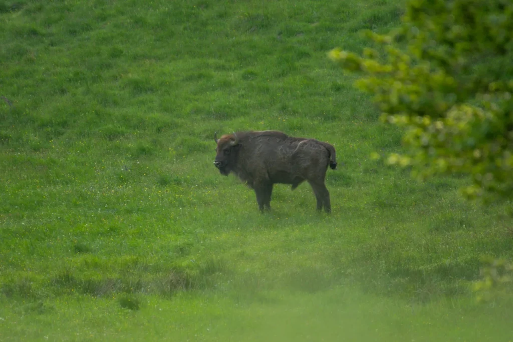 Sursa foto: Călin Șerban Bunea / Fundația Conservation Carpathia