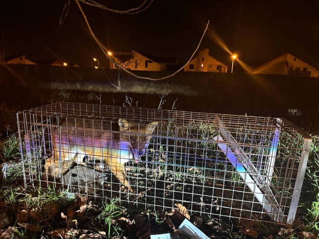 Vulpe in cușcă. Sursa foto: veterinar Andrei Floare