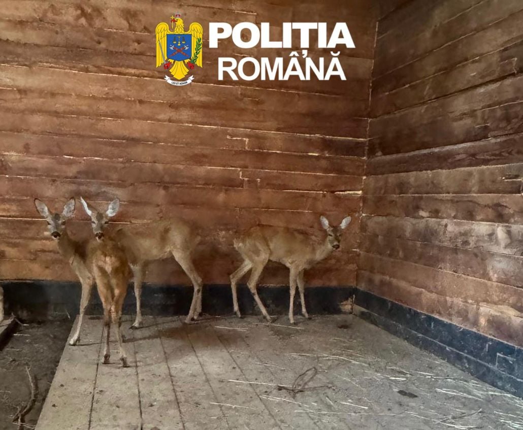 Foto: Poliția Sibiu