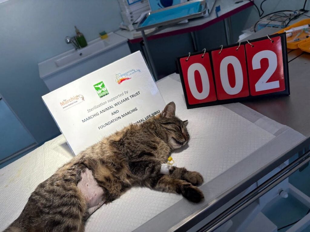 animale sterilizate foto animal life3