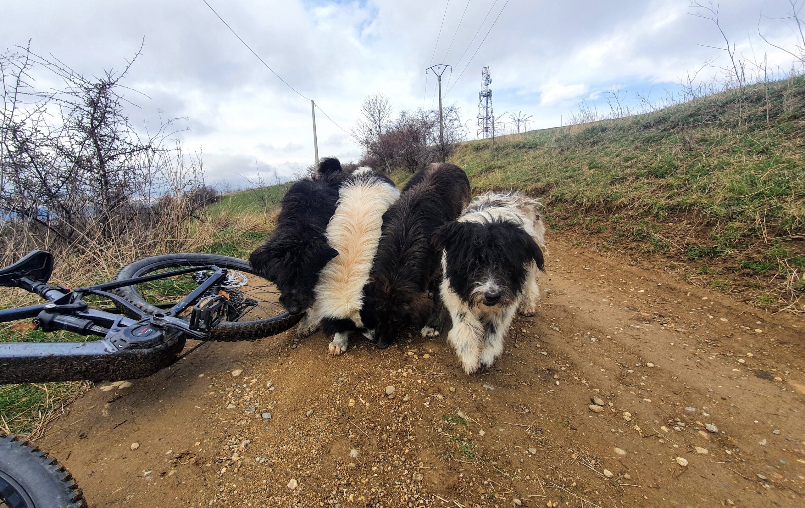 Imagine cu câinii care au atacat tânărul care a ajuns la spital. Fotografia a fost realizată în urmă cu doi ani. Sursa foto: arhiva turnulsfatului.ro