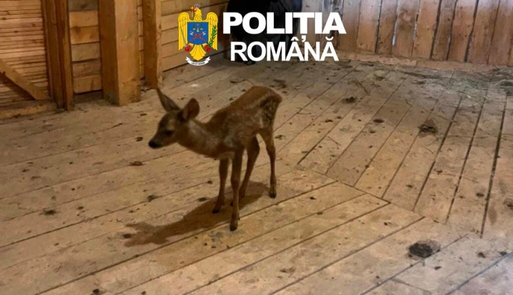 caprioara politia sibiu1