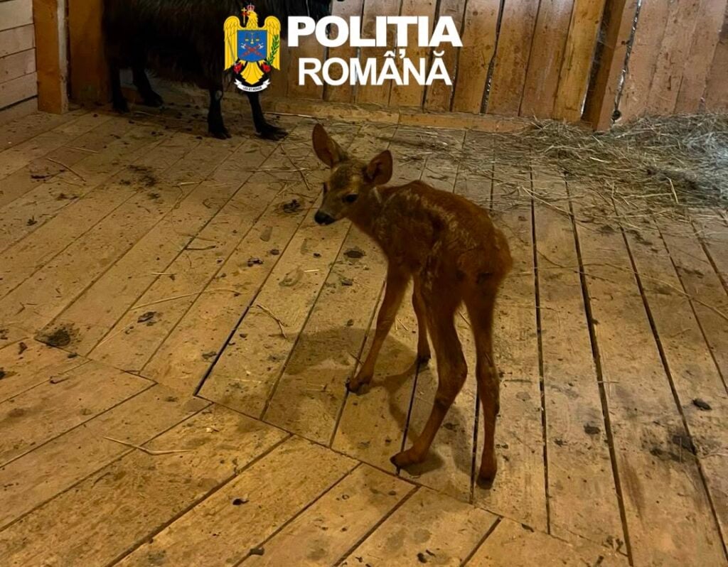caprioara politia sibiu2