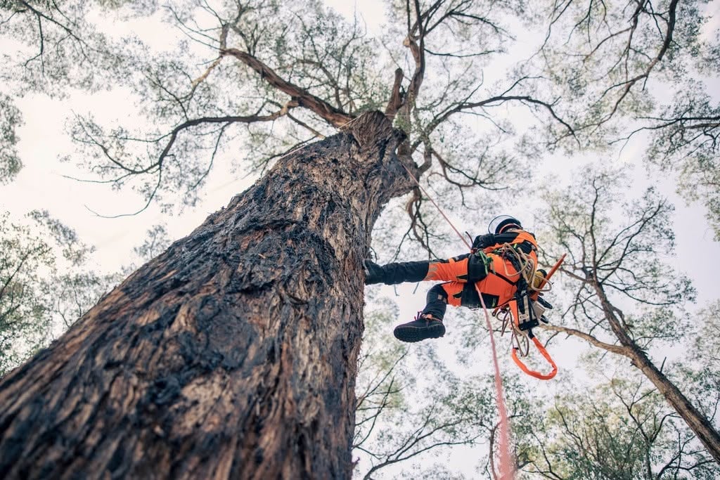 Foto: ROTCC - Romanian Tree Climbing Championship