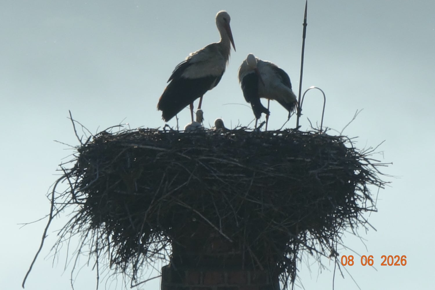 Cuibul de berze îninte de furtuna de pe 2 iulie. Foto: Cătălin Arsenie