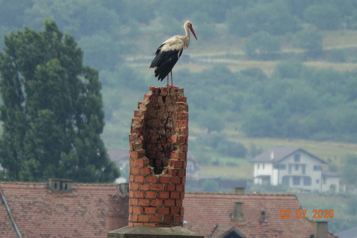 Una dintre berze s-a întors la hornul unde aveau cuibul imediat după ce vremea s-a liniștit - 2 iulie 2026. FOTO: Cătălin Arsenie