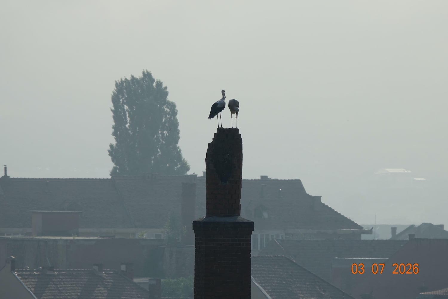 A doua zi, pe 3 iulie, pe horn au fost văzuți ambele berze. Foto: Cătălin Arsenie