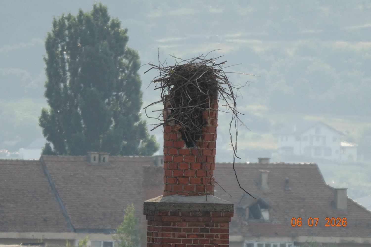 În această săptămână, pe hornul distrus de furtună au apărut primele crengi - semn că berzele și-au pierdut puii, dar nu și speranța. Foto: Cătălin Arsenie
