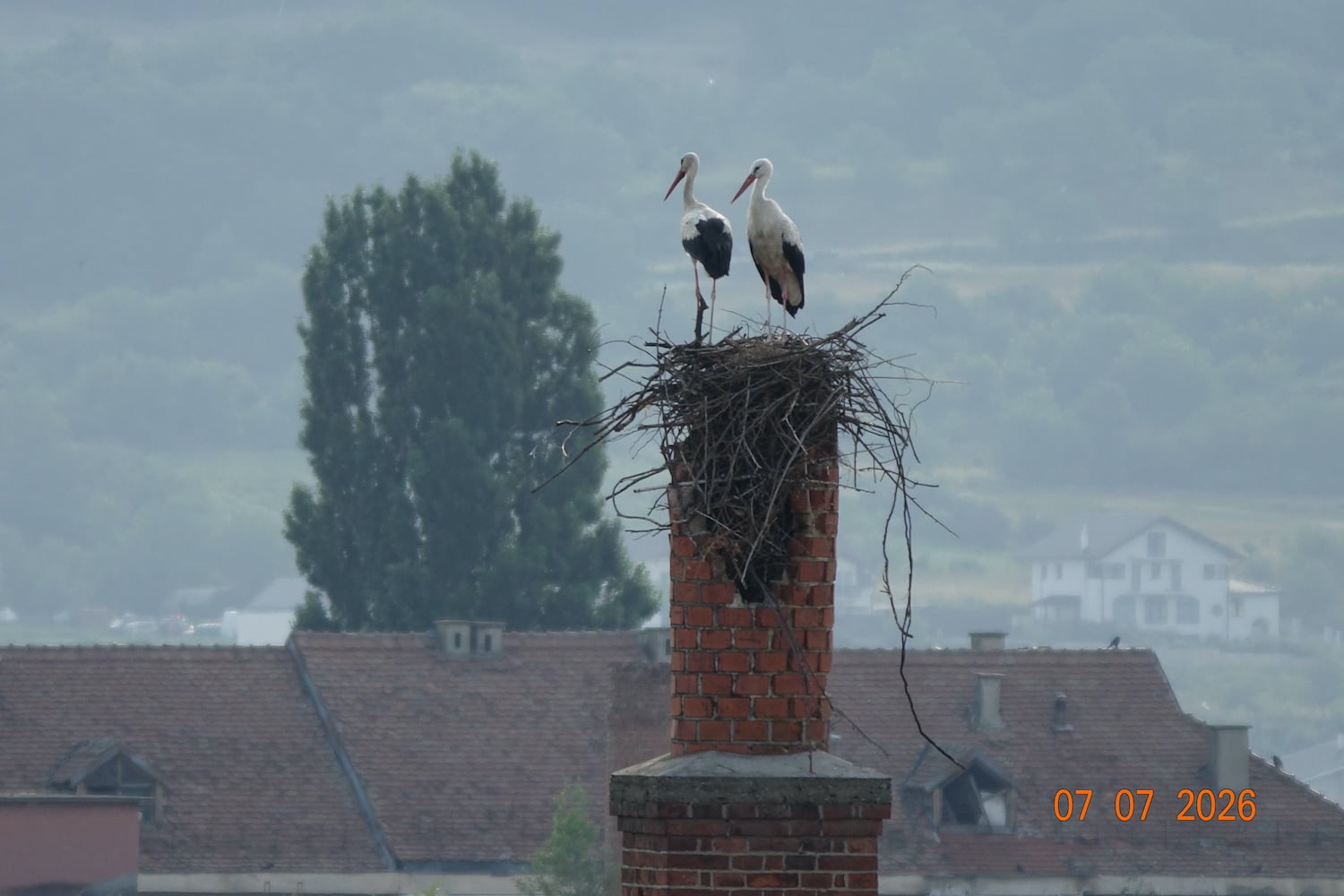 Berzele au decis că nu vor renunța la acest loc. Foto: Cătălin Arsenie