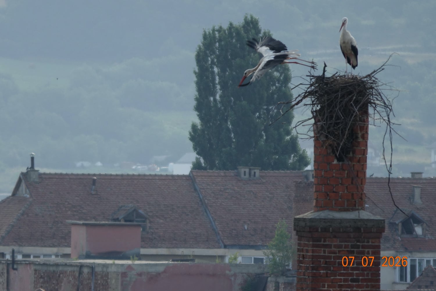 În curând, cuibul distrus pe hornul de pe strada Vopsitorilor va fi reconstruit. Foto: Cătălin Arsenie