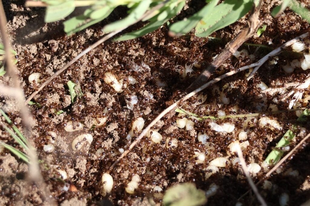 furnici Tetramorium cf. caespitum