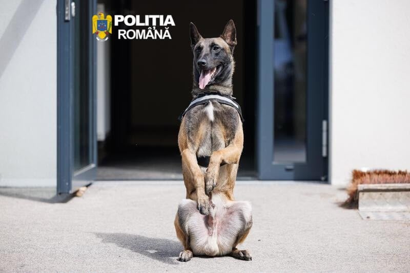 Foto Poliția Sibiu