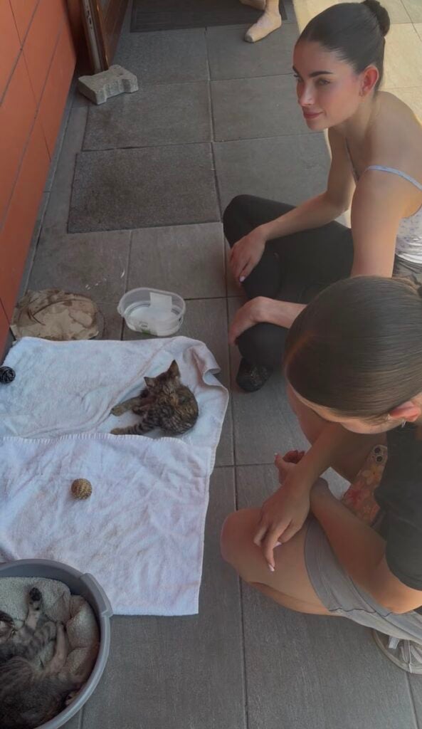 pui de pisica abandonati1