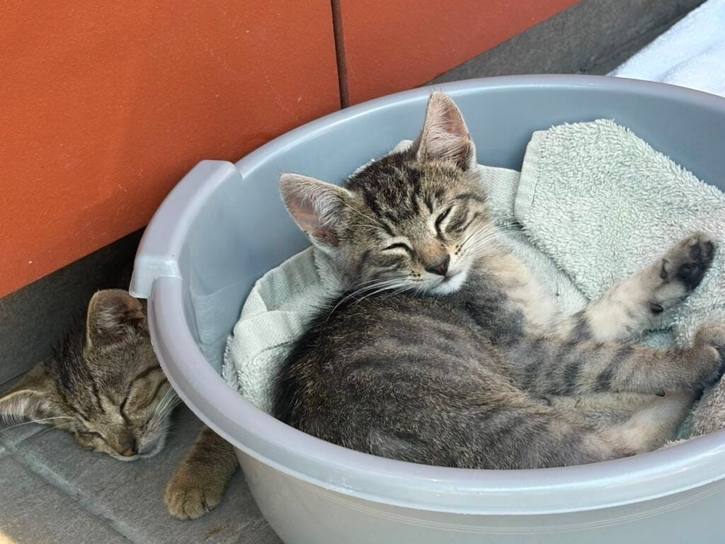 pui de pisica abandonati2