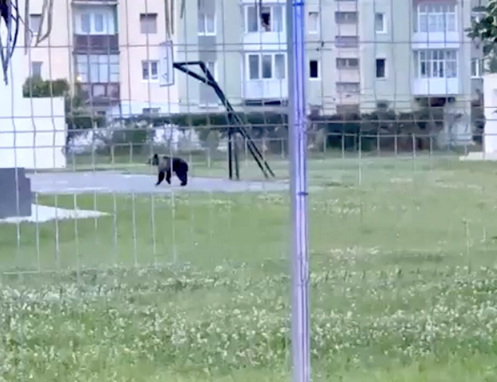 La scurt timp după ce prezența în Sibiu i-a fost semnalată prin 112, ursul a ajuns în curtea Colegiului Pedagogic. Sursă foto: captură video