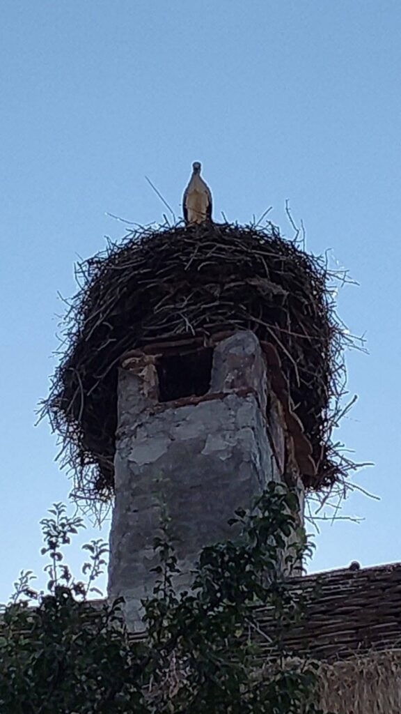Foto: Grup Facebook Protecția Animalelor Sibiu