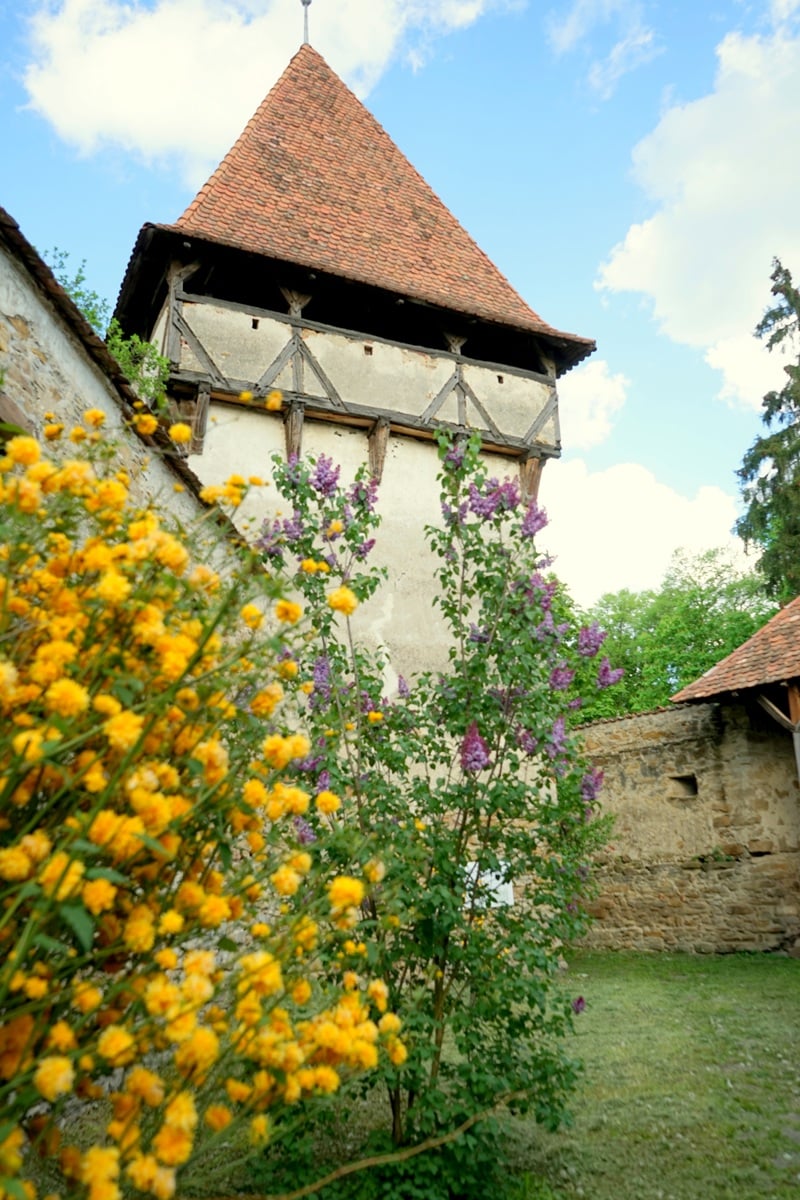 Foto transmisă de Asociația Culture Reserve și Asociația Contrafort Pro Kleinschenk/
Cincșor