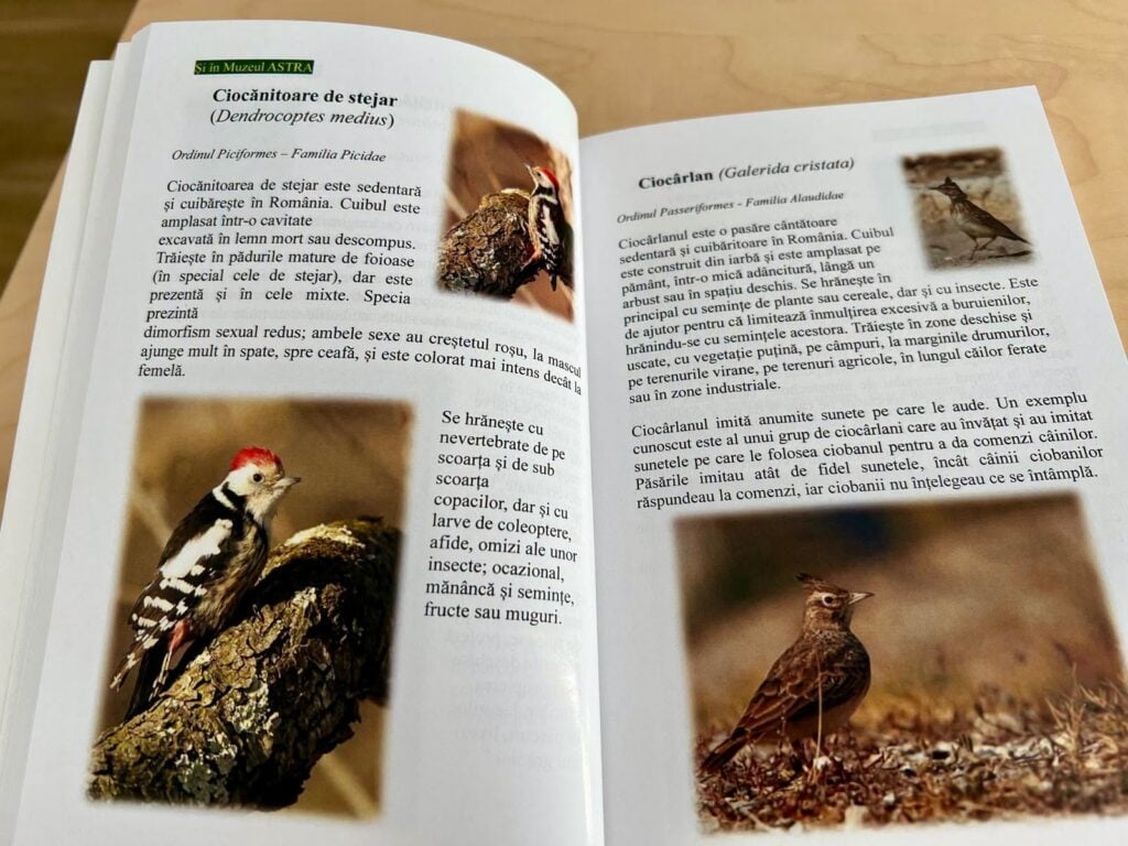 Floarea Popovici foto consiliul judetean1